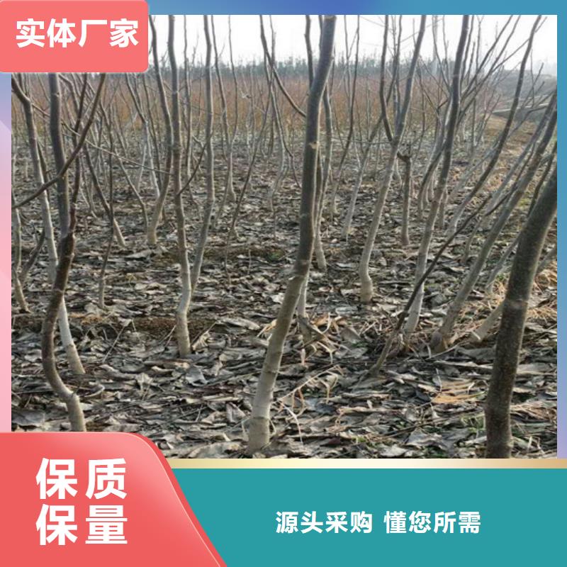 核桃苗大红袍花椒苗出厂价