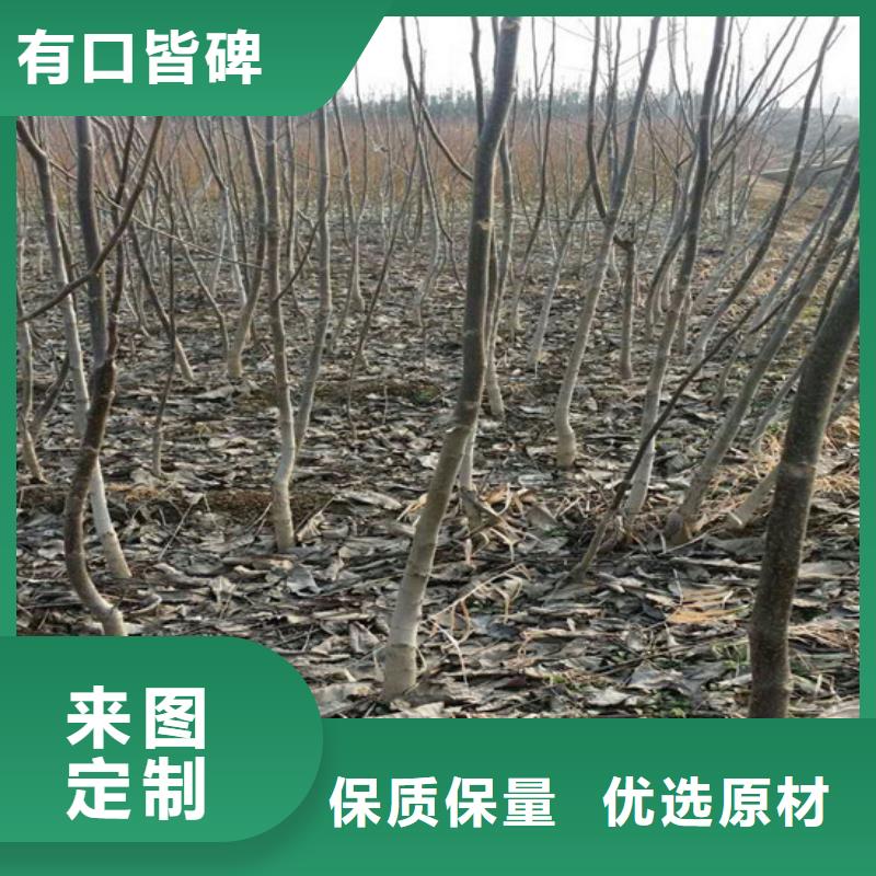 核桃苗果树苗批发基地信誉至上