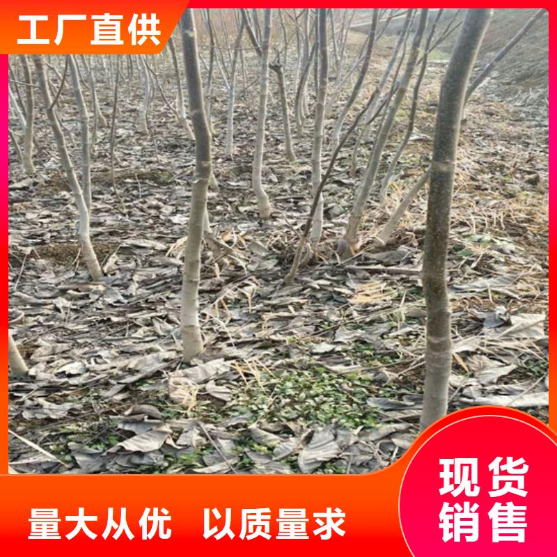 核桃苗,吉塞拉6号砧木厂家型号齐全