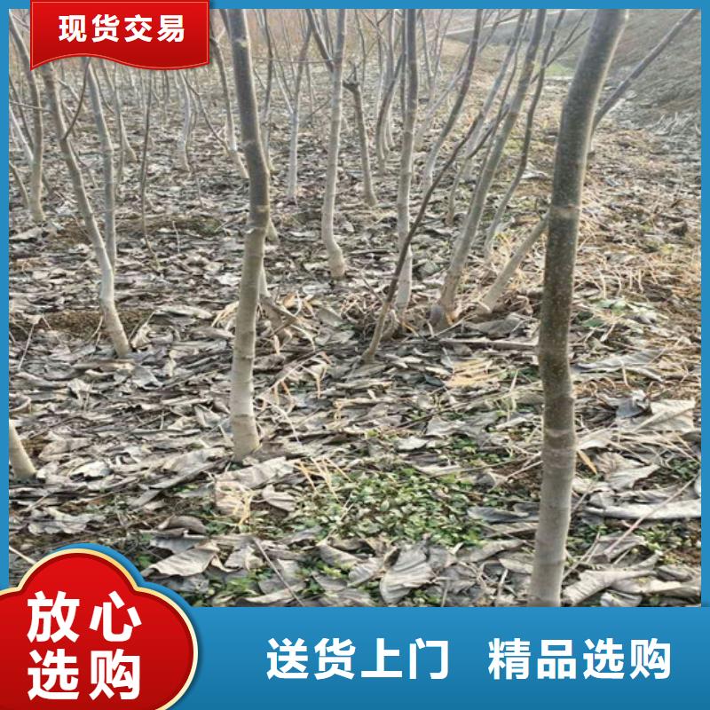 【核桃苗】无花果树苗货源足质量好