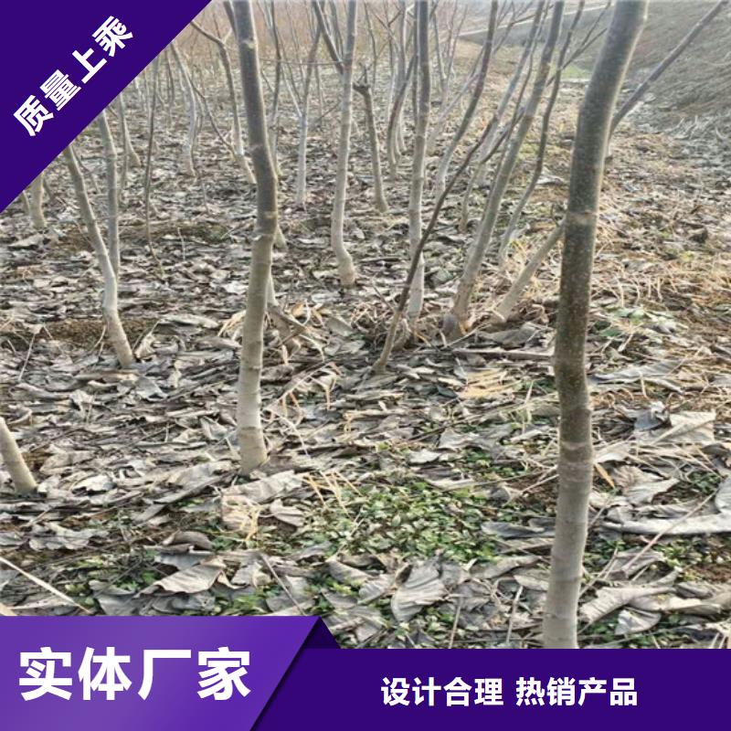 碧根果树苗培育