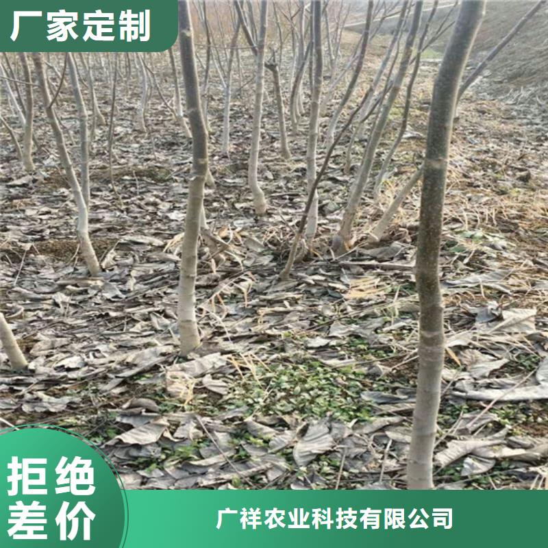 【核桃苗】梨树苗基地诚信商家