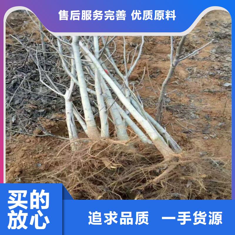 核桃苗,果树苗打造行业品质