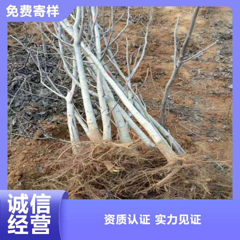 纸皮核桃苗种植地区