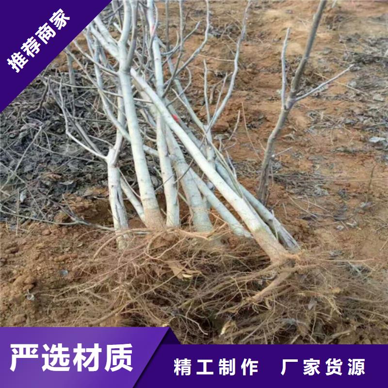 核桃苗-【白桃树苗】工厂现货供应