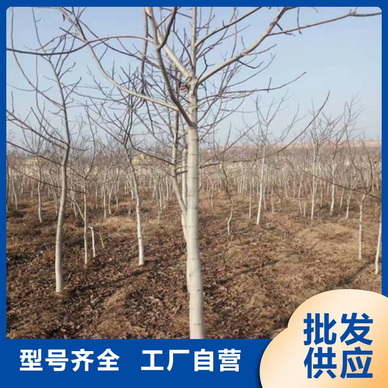 核桃苗,甜柿子树苗加工定制