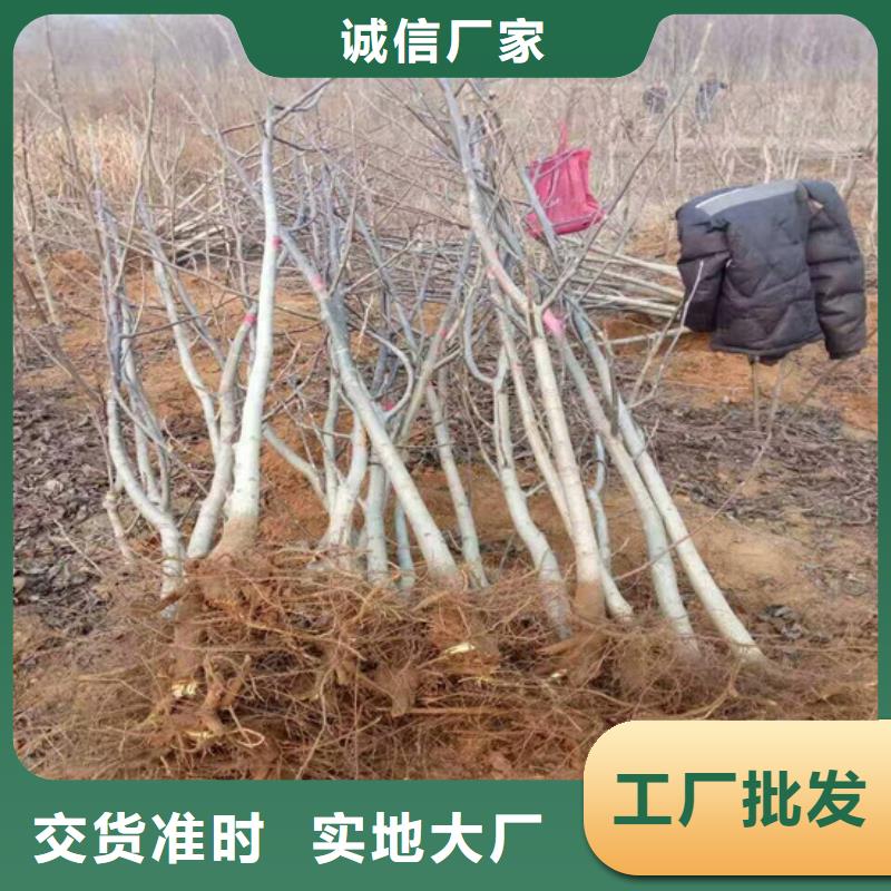 【核桃苗】果树苗批发基地专注质量