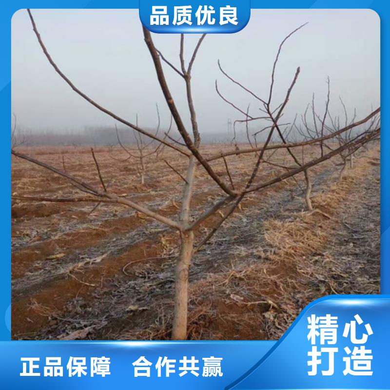 核桃苗_梨树苗基地N年专注