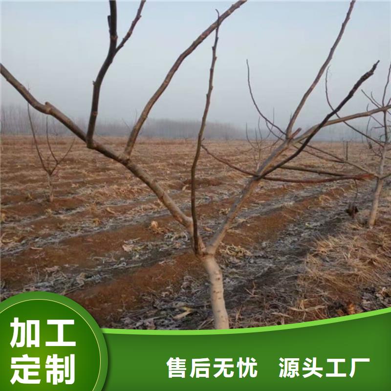 核桃苗软籽石榴树苗真诚合作