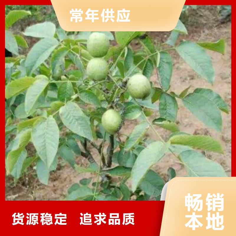 核桃苗香椿树苗详细参数