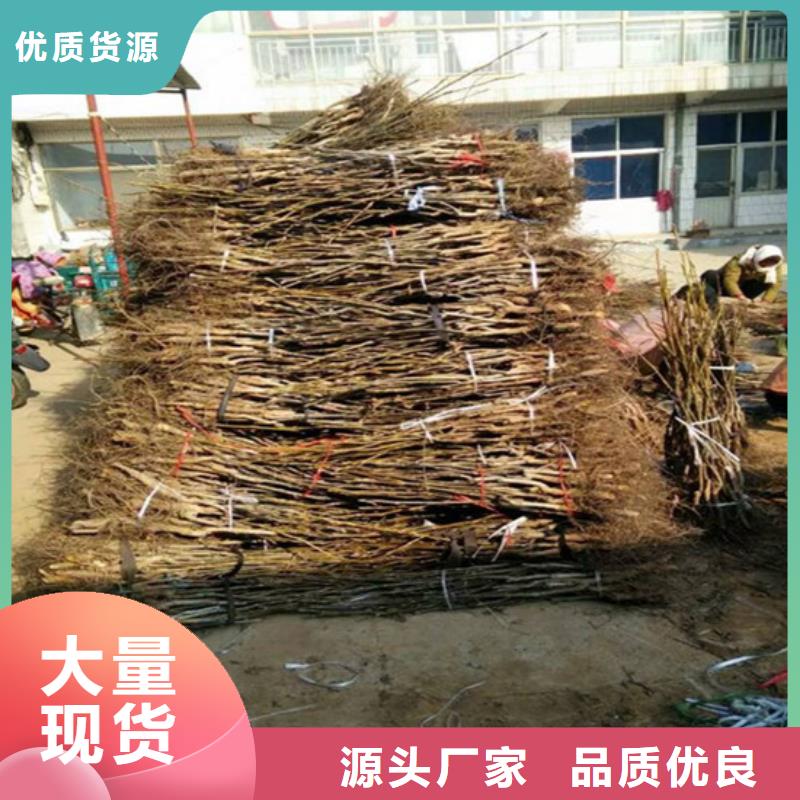 核桃苗桃树苗基地做工精细