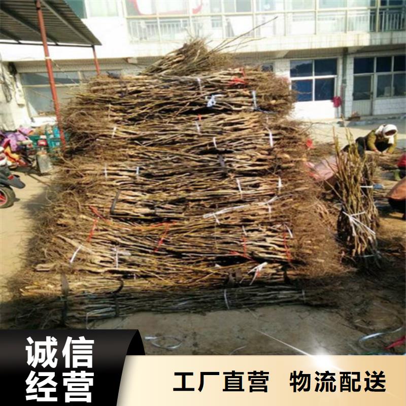 【核桃苗】草莓苗价格产地工厂