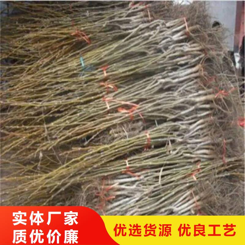 核桃苗蓝宝石葡萄苗实地大厂