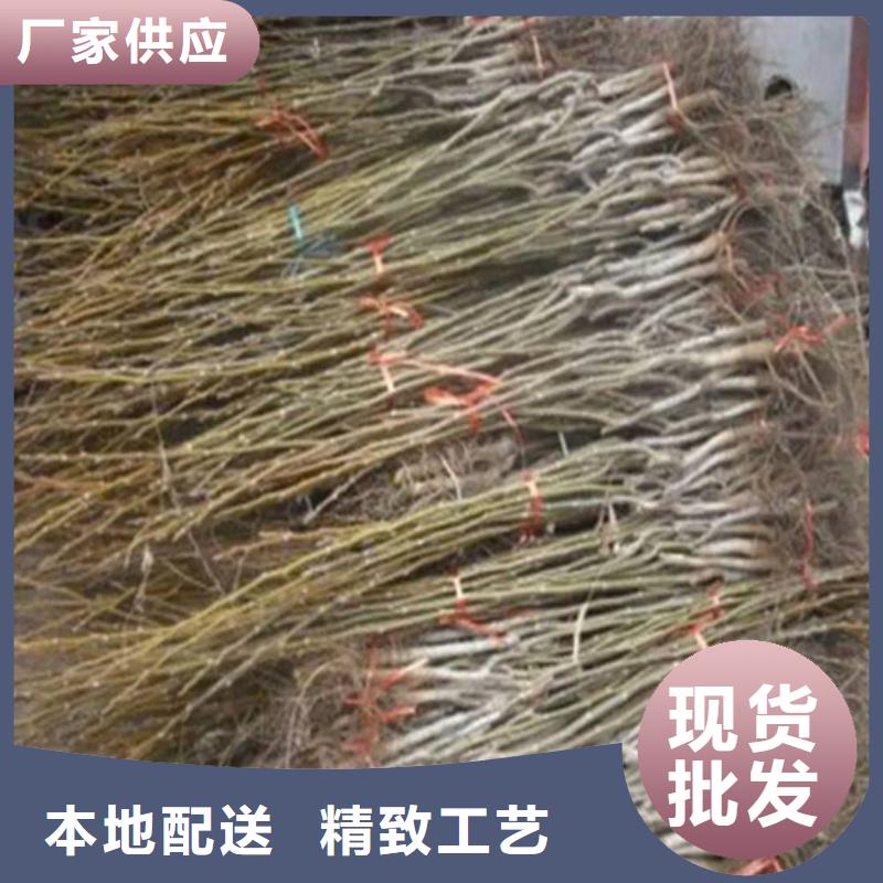 【核桃苗】草莓苗价格产地工厂