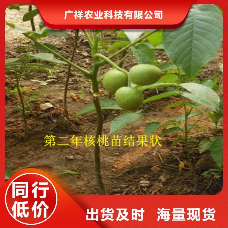 核桃苗-苹果苗用品质赢得客户信赖
