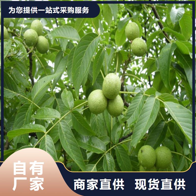 核桃苗苹果苗厂家直销直供