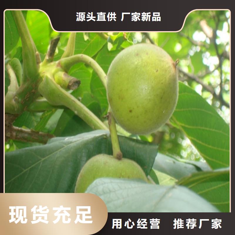 核桃苗苹果苗厂家直销直供