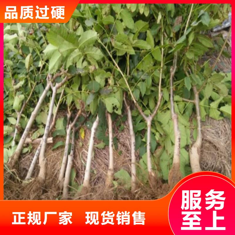 核桃苗梨树苗基地质量层层把关