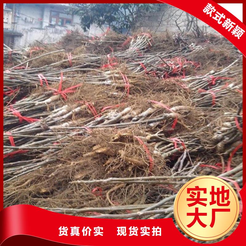核桃苗桃树苗好产品放心购