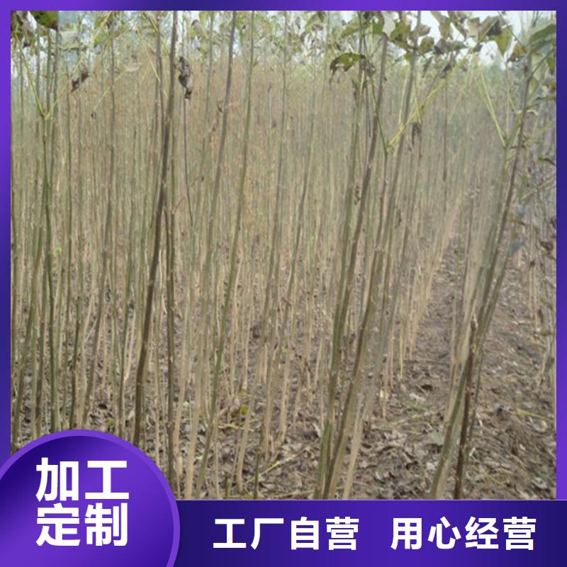 【核桃苗】无花果树苗货源足质量好