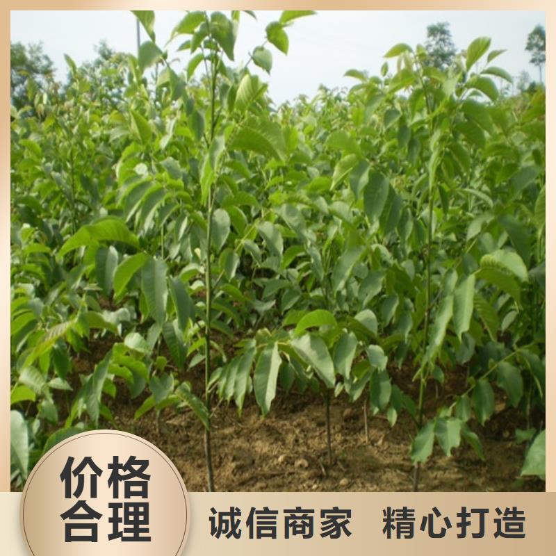 核桃苗【红颜草莓】客户好评