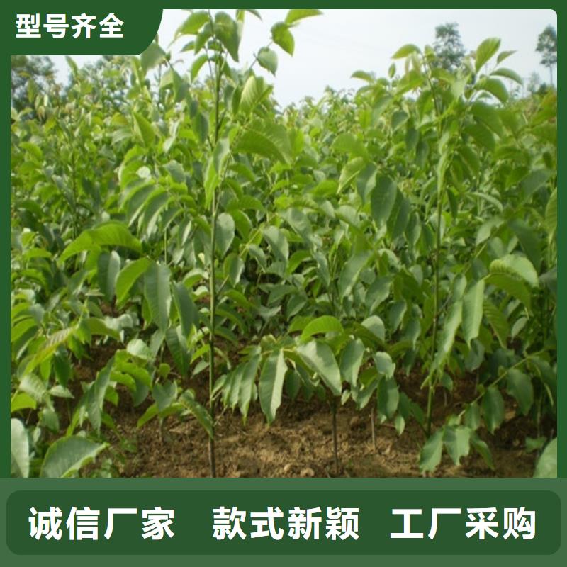 核桃苗大棚草莓苗多年行业经验