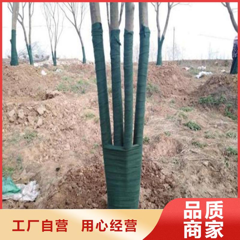 广东专业信赖厂家《鼎诺》裹树带裹树带