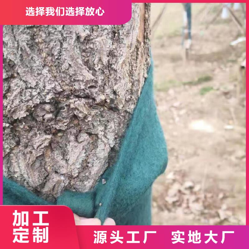 大树裹树布大树缠树布