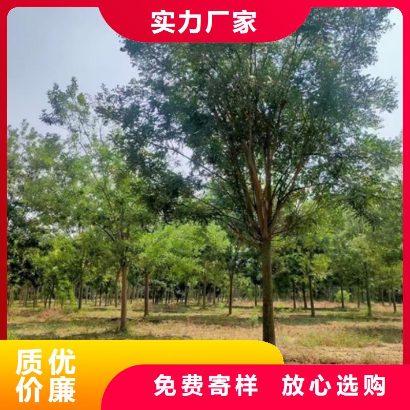 法桐黄金槐应用范围广泛