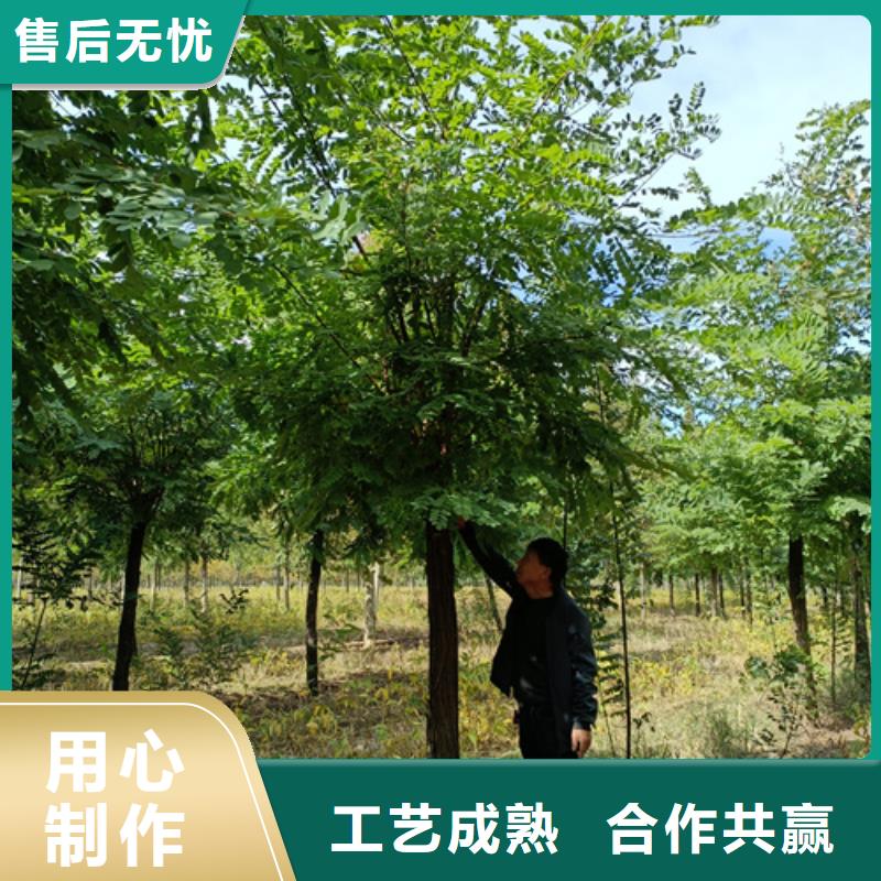 法桐黄金槐好品质经得住考验