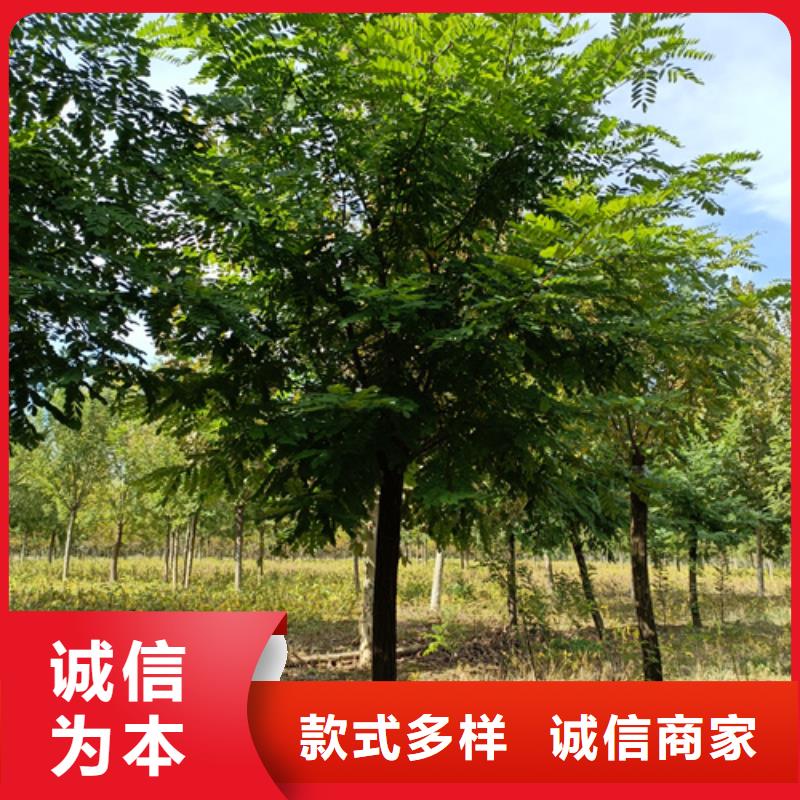 法桐行情直供