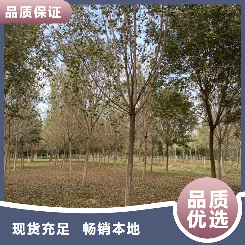 翌昊苗木种植基地法桐价格低交货快