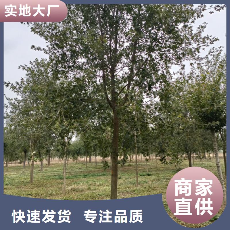 法桐黄金槐好品质经得住考验