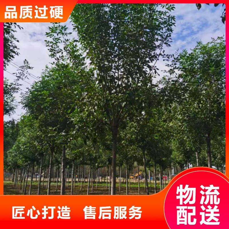 法桐截杆发帽定制零售批发