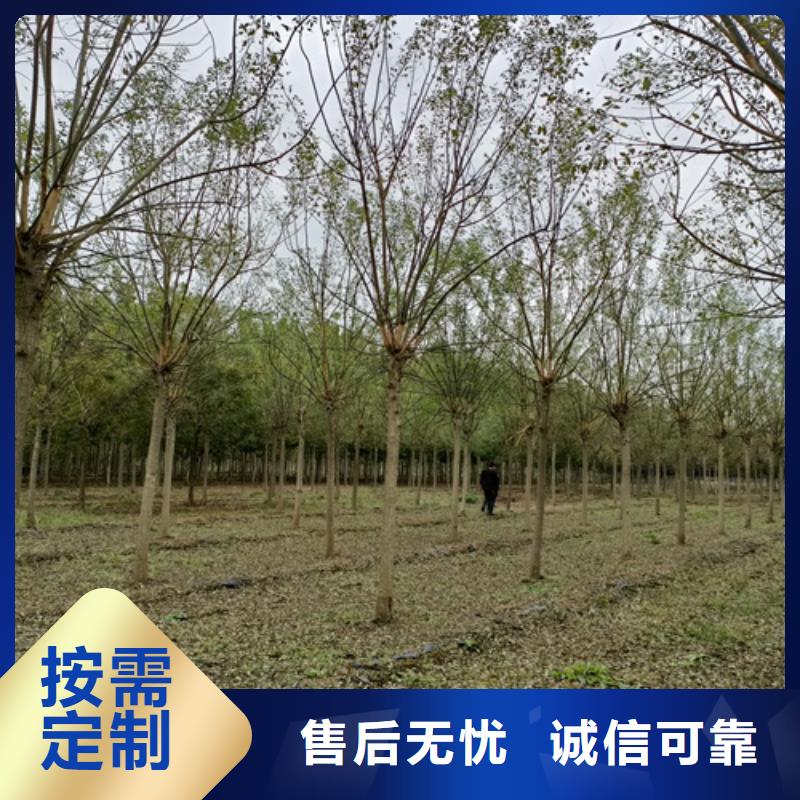 法桐白蜡源厂直销
