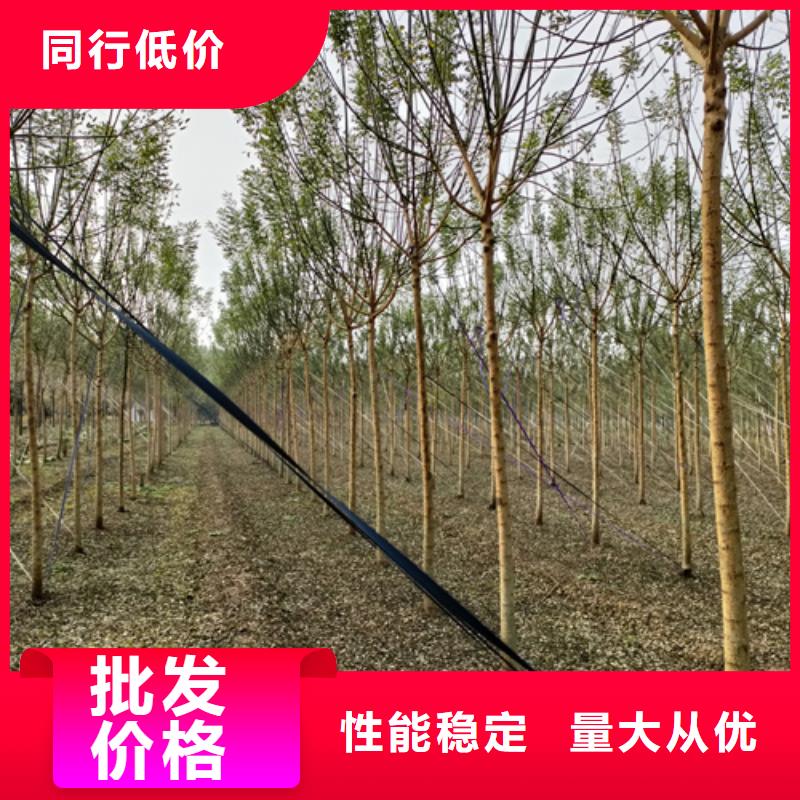 速生法桐欢迎电询苗木基地