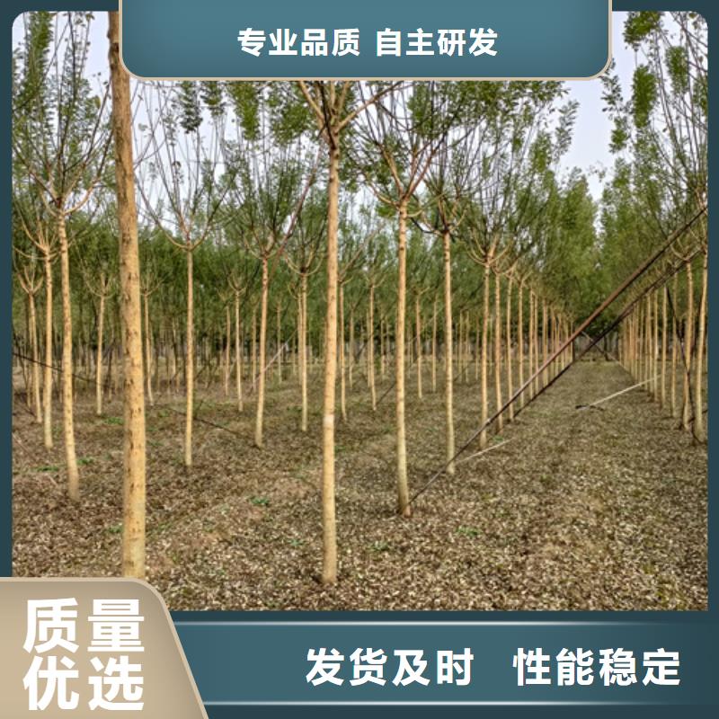 翌昊苗木种植基地法桐价格低交货快