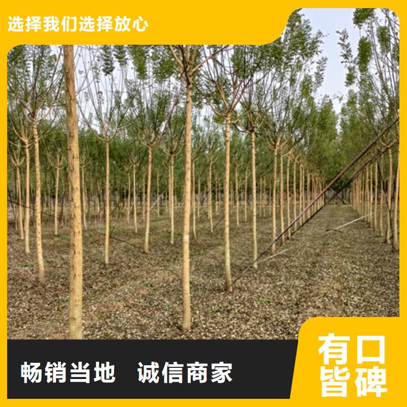 造型法桐种植基地绿化苗木