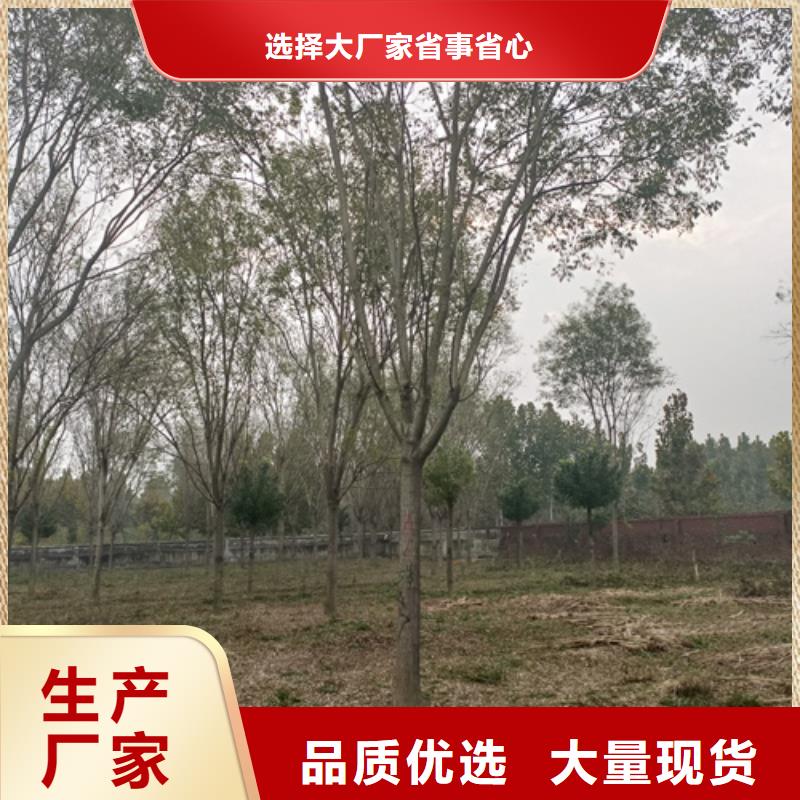 法桐价格种植基地绿化苗木