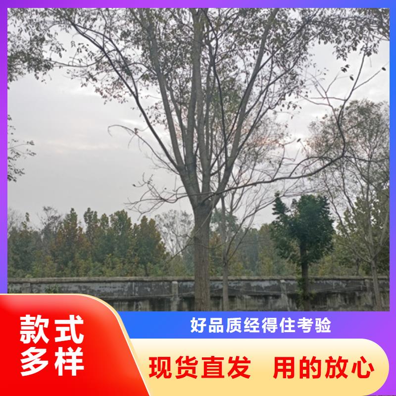 法桐品牌:翌昊苗木种植基地