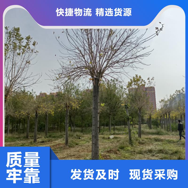 法桐小苗价格合理苗木基地