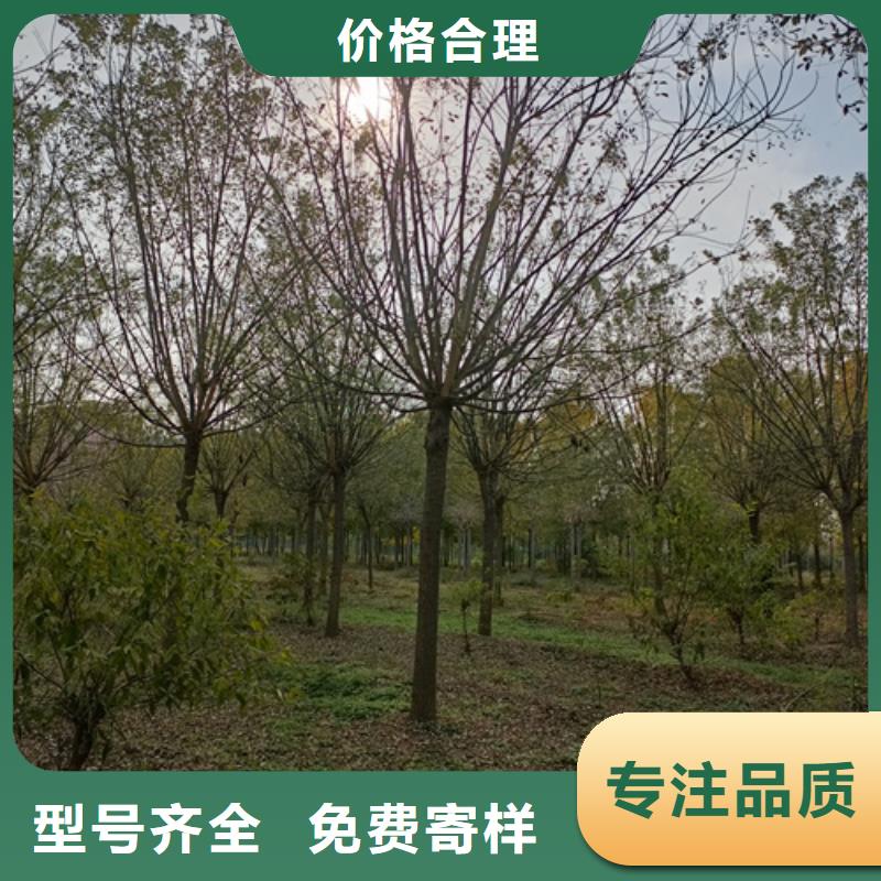 法桐小苗种植基地苗木基地