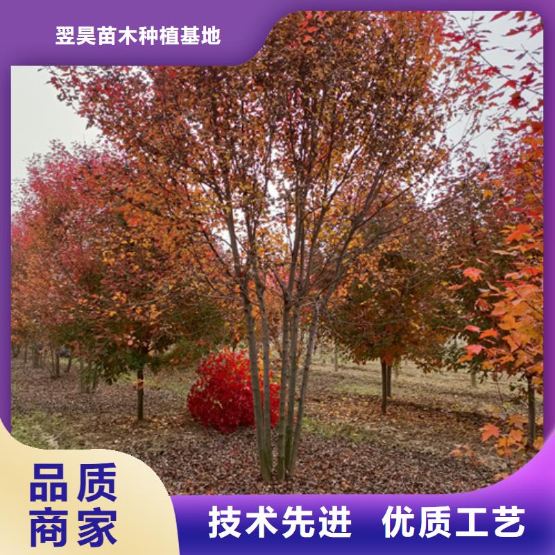 法桐小苗价格合理苗木基地