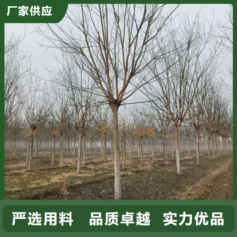 法桐价格种植基地绿化乔木
