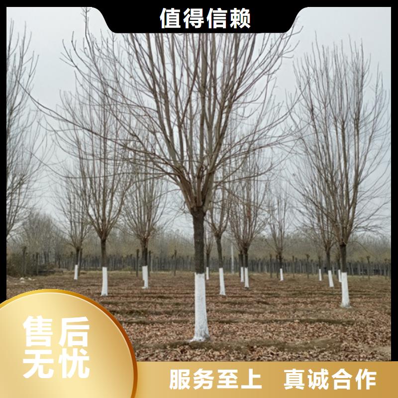 性价比高的法桐小苗基地