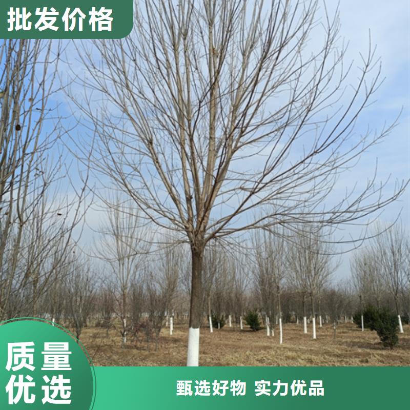 法桐截杆发帽定制零售批发