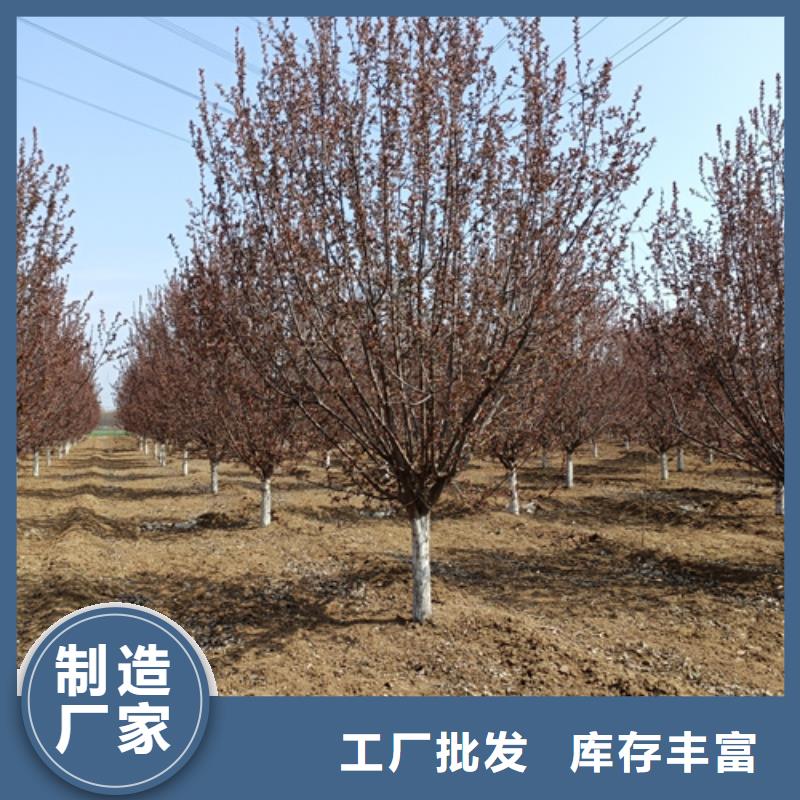 法桐原生冠法桐一件也发货