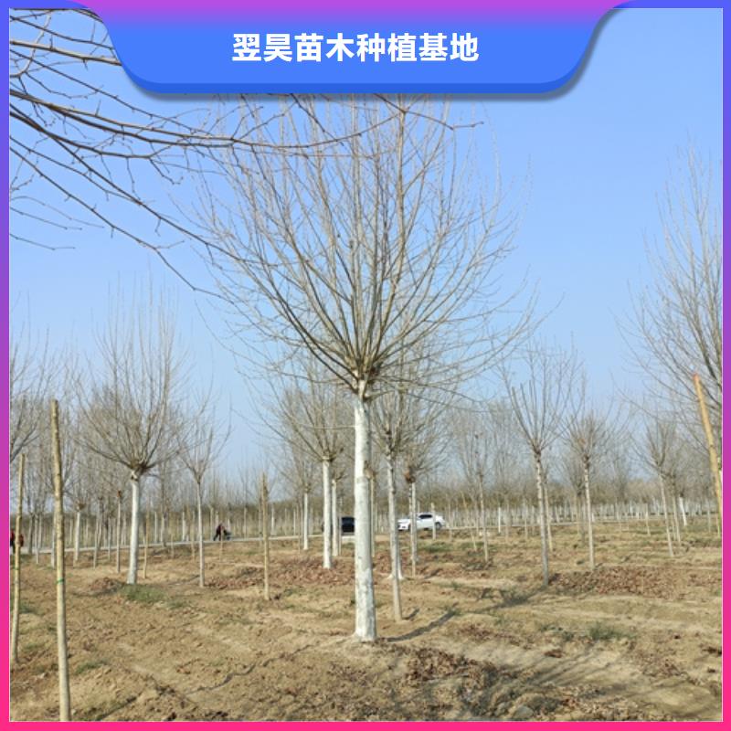 法桐价格种植基地绿化苗木