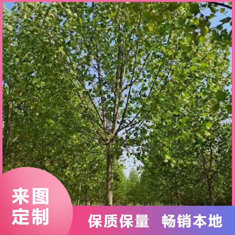 法桐小苗畅销全国绿化乔木
