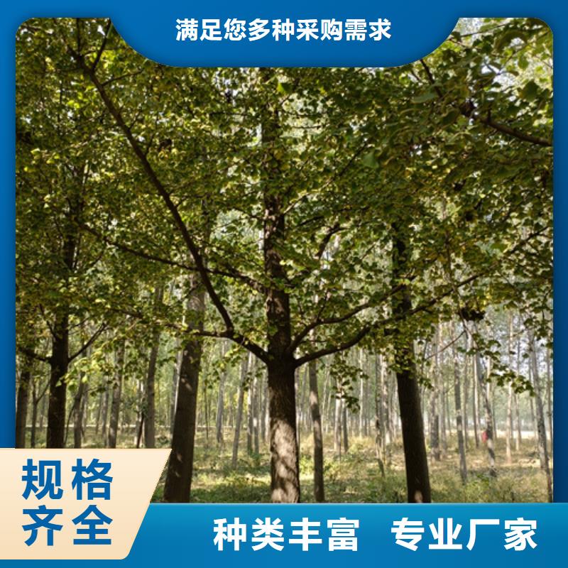 翌昊苗木种植基地法桐价格低交货快